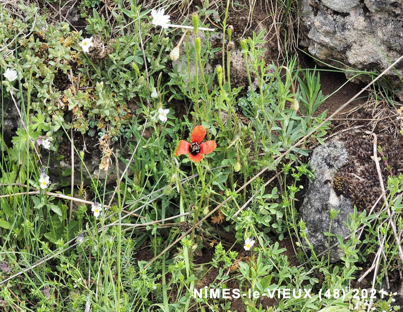 Poppy, Long-headed Prickly plant